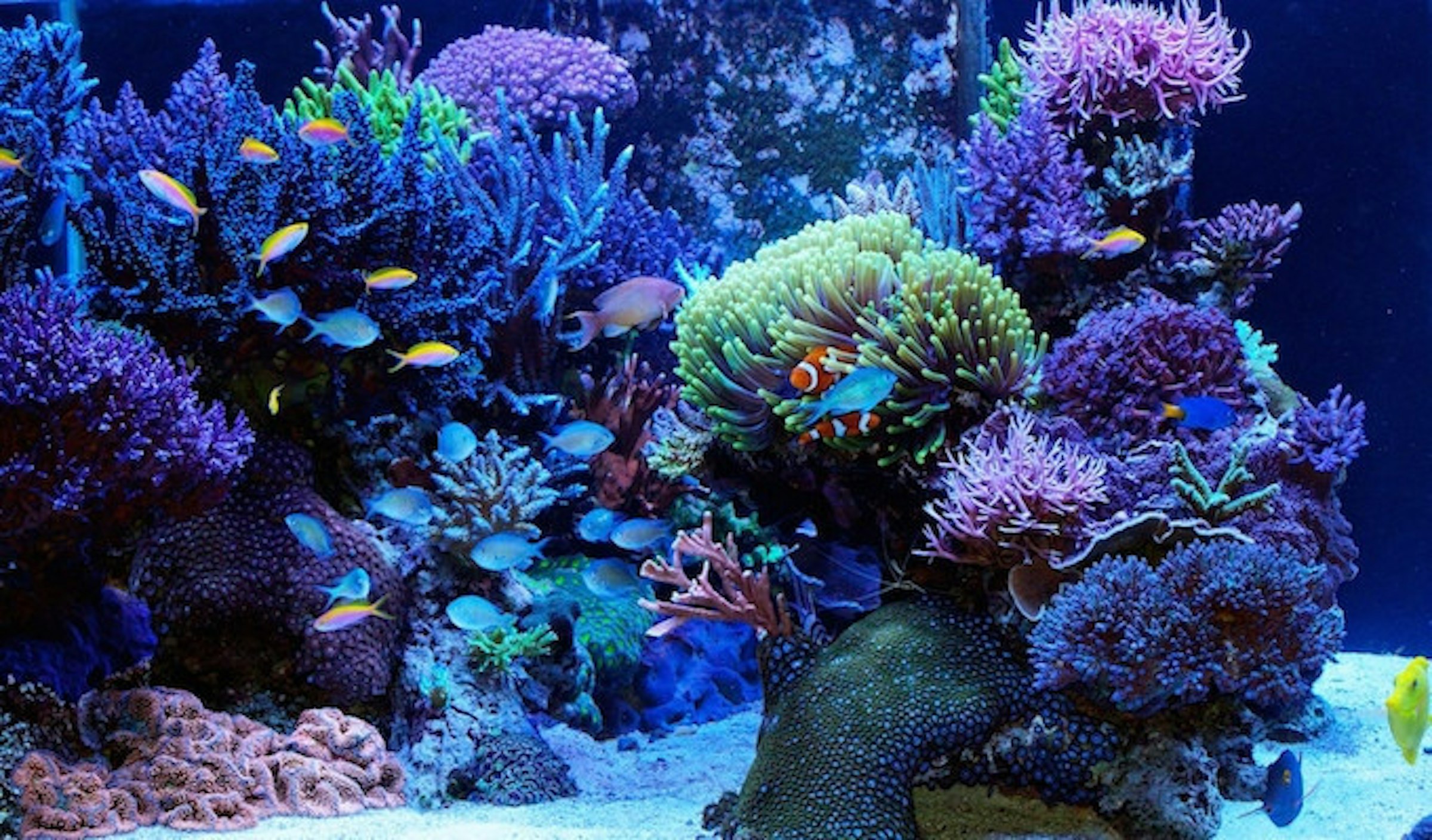 是水族世界也有Smart Home-FishBit智慧水族箱這篇文章的首圖