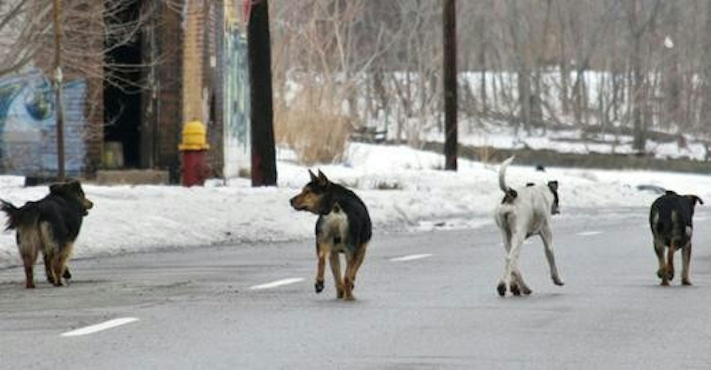 是 家犬之所以進化關鍵在於「澱粉的消化能力」這篇文章的首圖
