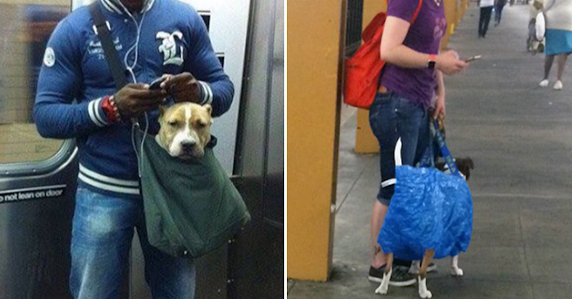 New York City Subway, , Rottweiler, Puppy, Beagle, Bag, Pet, Subway Restaurants, , Subway, dogs in bags on subway, Dog, Canidae, Dog breed, Companion dog, Street dog, Carnivore, Snout, Jeans, Pit bull