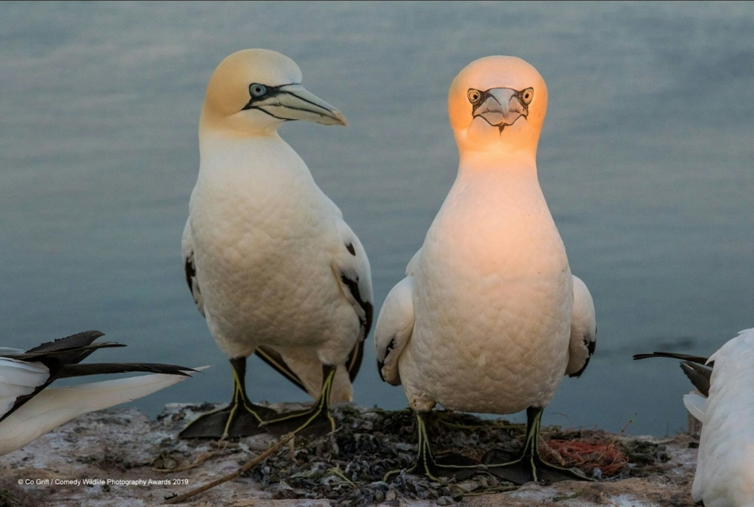 Comedy Wildlife Photography Awards, Photography, Wildlife photography, Nature, Animal, Photograph, Comedian, Portrait, Humour, Comedy, Photography, Bird, Vertebrate, Beak, Gannet, Northern gannet, Seabird, Suliformes, Adaptation, Neck, Wildlife