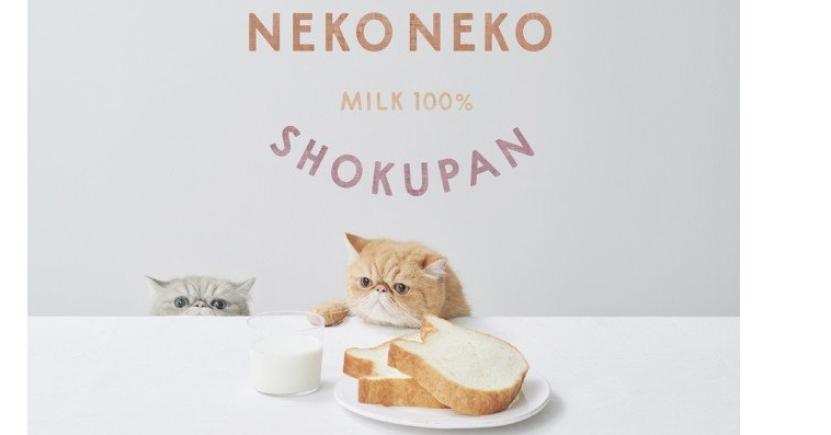 照片中提到了NEKONEKO、MILK 100%、SHOKUPA，包含了小貓、小貓、奶製品、產品、晶須