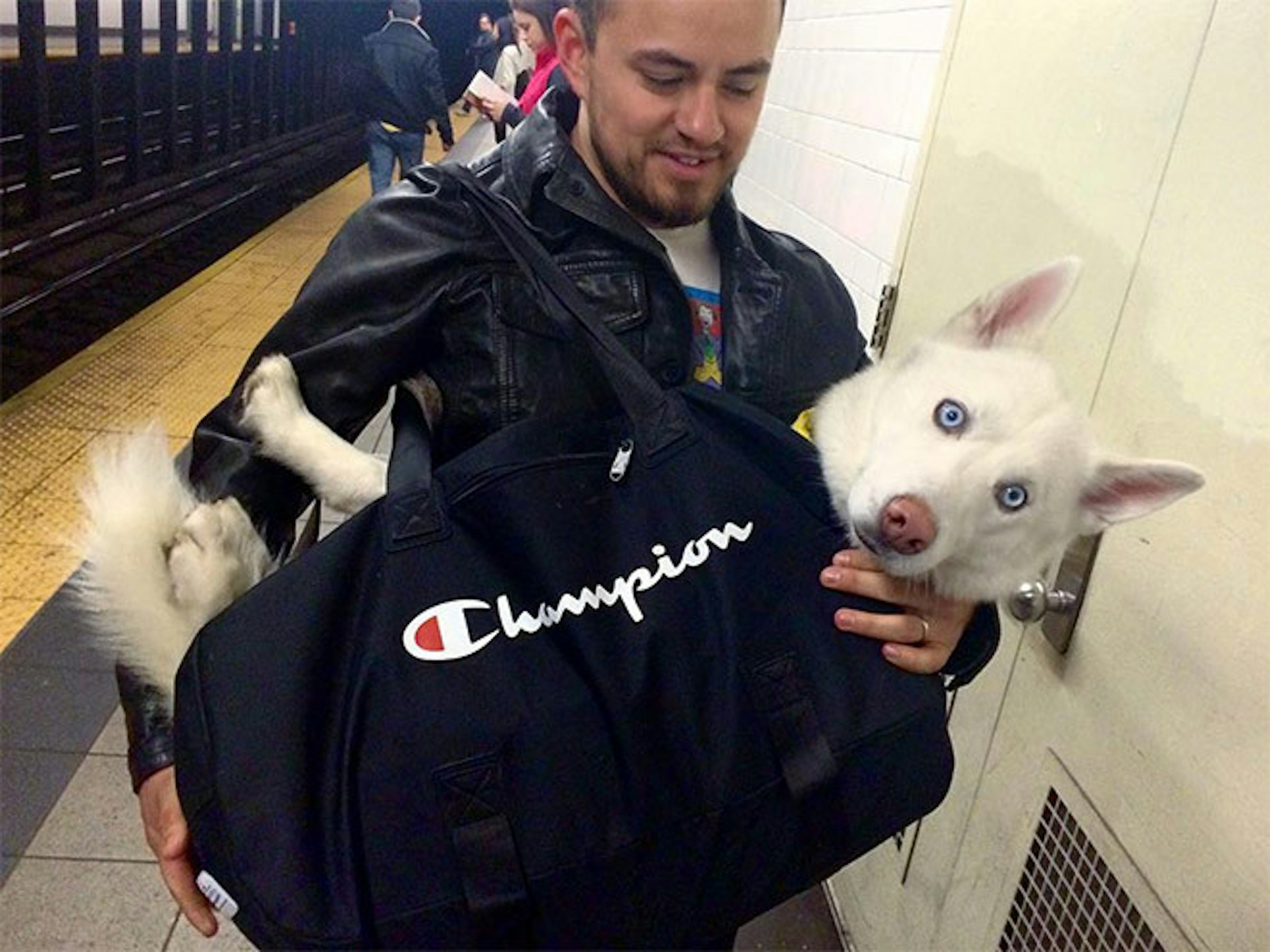, New York City Subway, Rapid transit, Train, Chihuahua, Pet, Puppy, A, Animal, , dogs on nyc subway, Canidae, Costume, Non-Sporting Group, Ear, Jacket, Police dog, Bull terrier, Bull terrier (miniature)