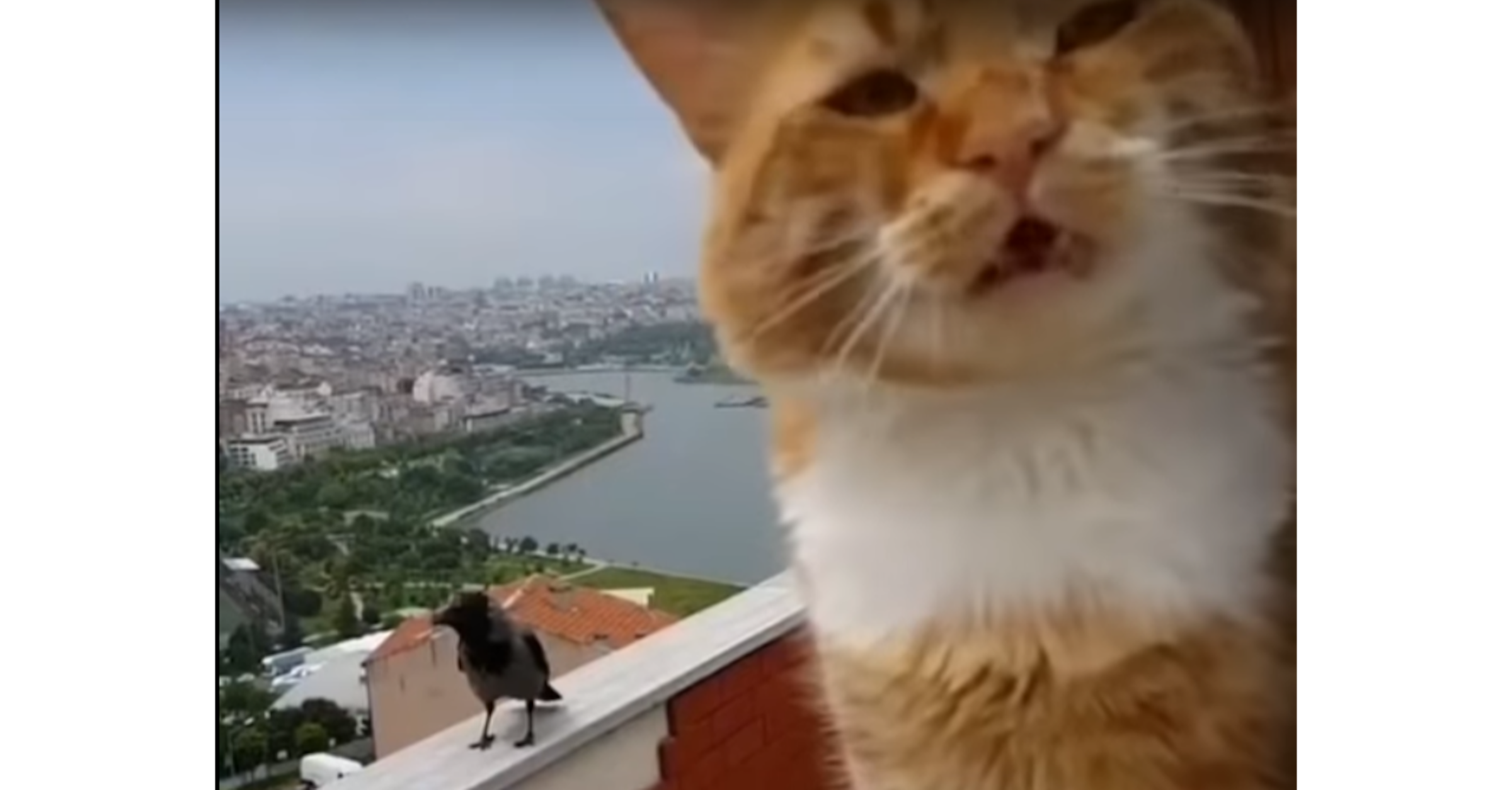 Cat, Kitten, , Sina Weibo, Meow, Cats and the Internet, Video, , Екабу, Hashtag, whiskers, Cat, Mammal, Vertebrate, Small to medium-sized cats, Felidae, Whiskers, Carnivore, Maine coon, Snapshot, Snout