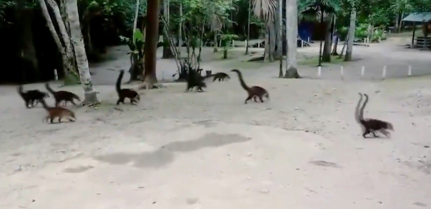 Coati, Dinosaur, South American coati, Video, White-nosed coati, , Mammal, 9GAG, Animal, Television show, coati dinosaur, Vertebrate, Duck, Bird, Wildlife, Water bird, Zoo, Ducks, geese and swans, Marsupial, Macropodidae, Tree