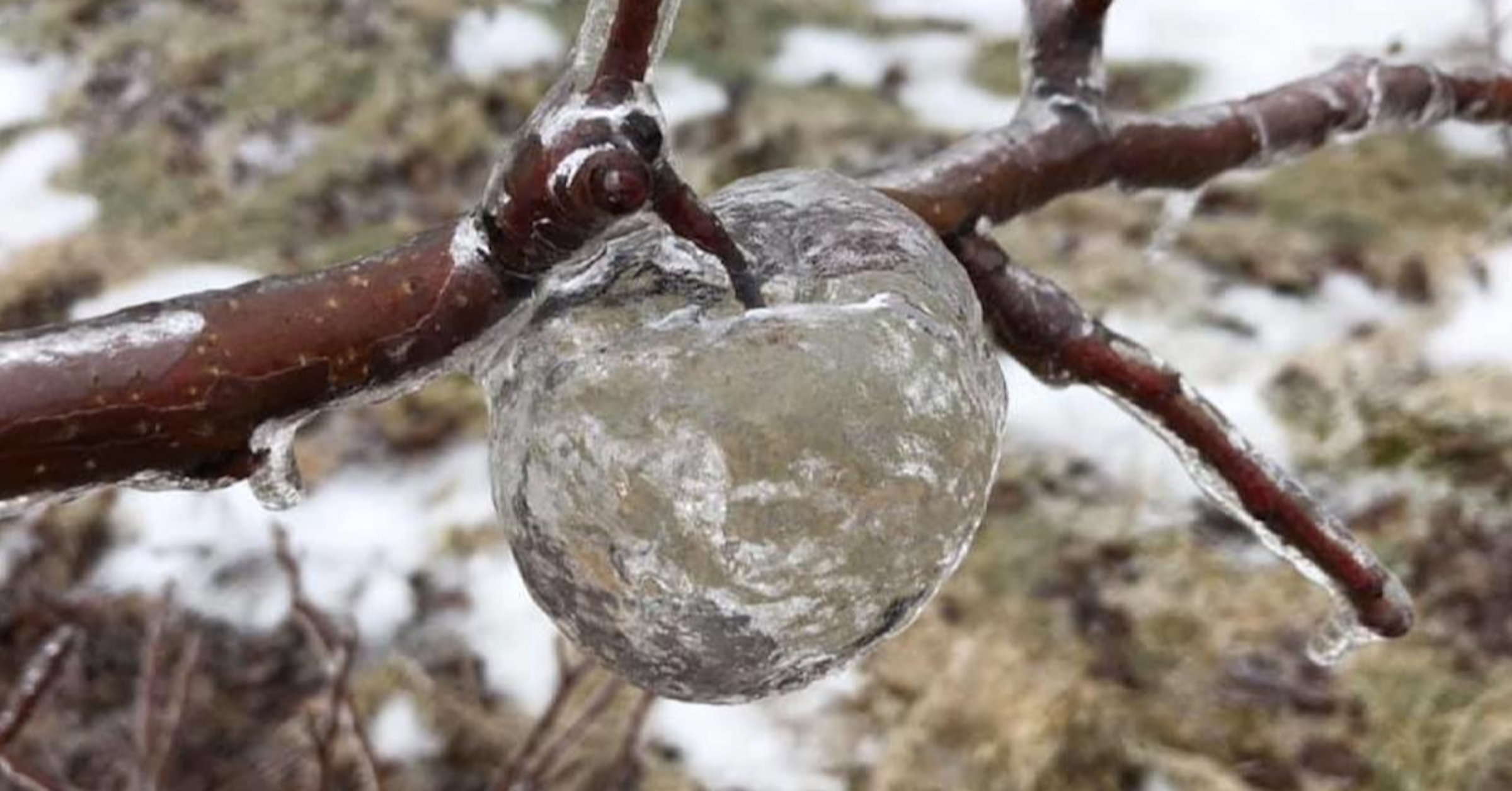 United States of America, Tunisia, , Iraq, , Apple, , , News, , Apple, Plant, Freezing, Ice