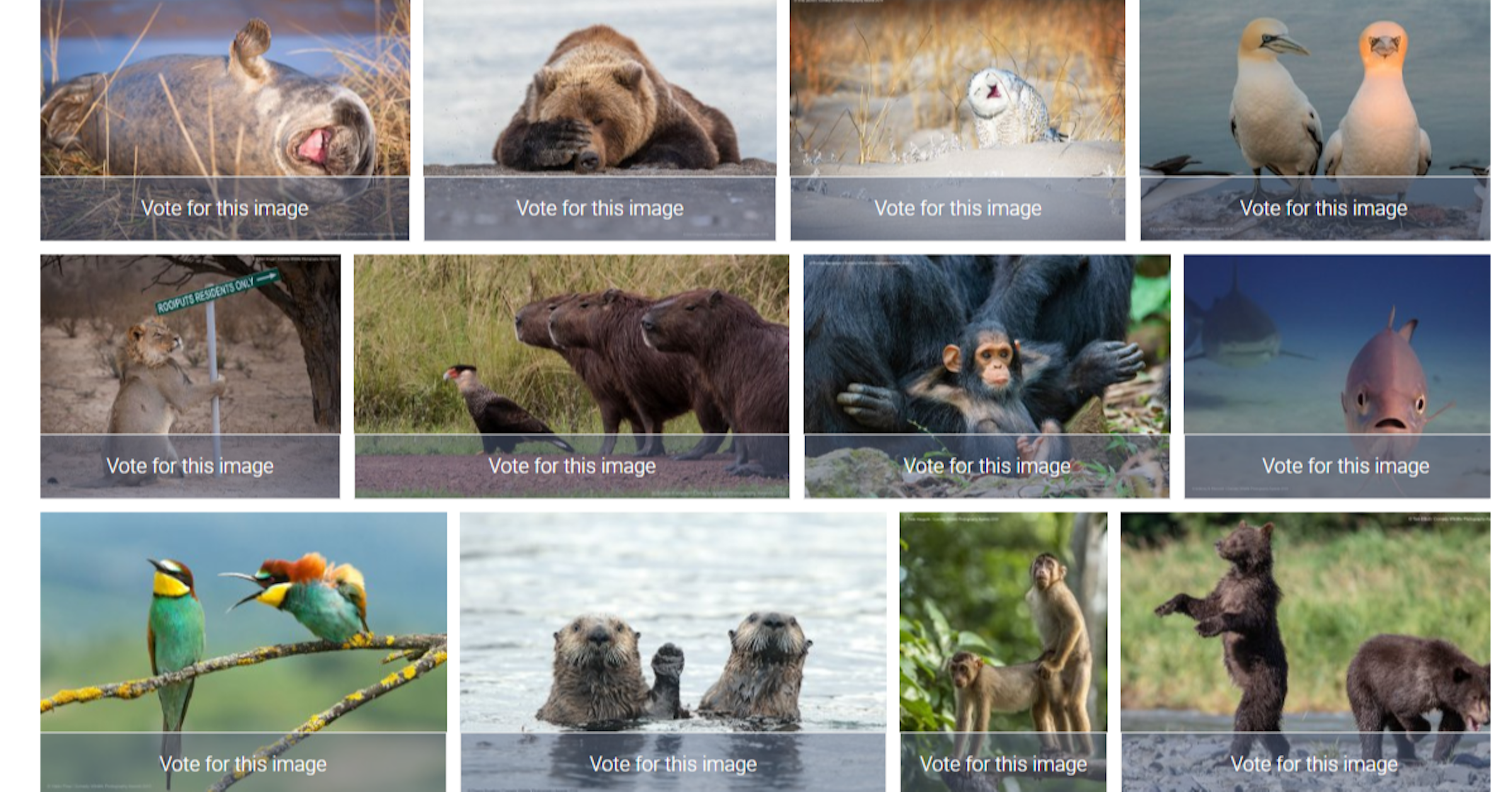 Ecosystem, Fauna, Photo caption, Mammal, Snout, wildlife, Wildlife, Adaptation, Organism, Canidae, Bird, Hunting dog, Ancient dog breeds, Collage, Dog breed, Screenshot