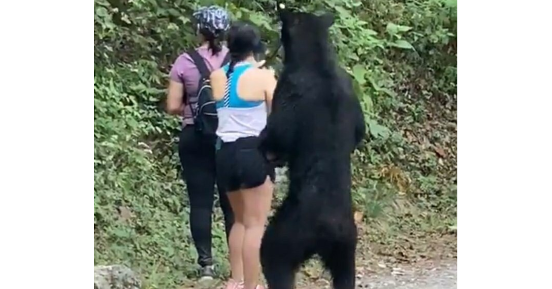 照片中包含了熊、熊、美國黑熊、瘋狂大早晨秀、病毒視頻