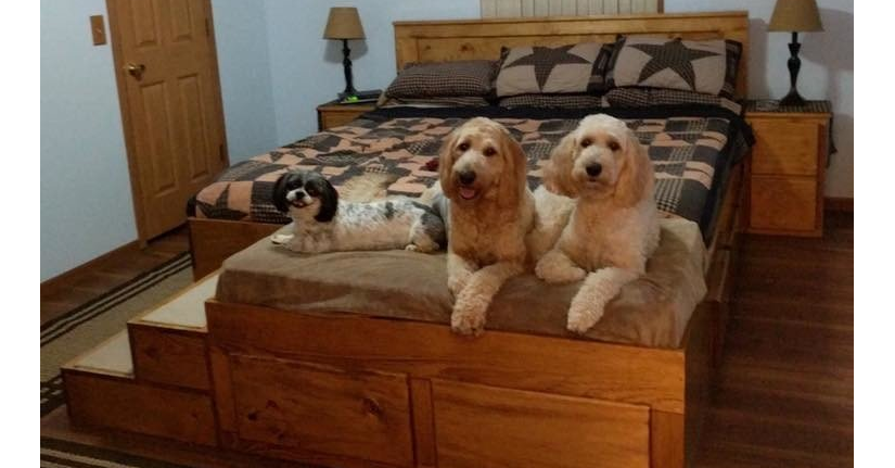 照片中包含了帶狗床的特大床、金粉、床頭櫃、床、狗床
