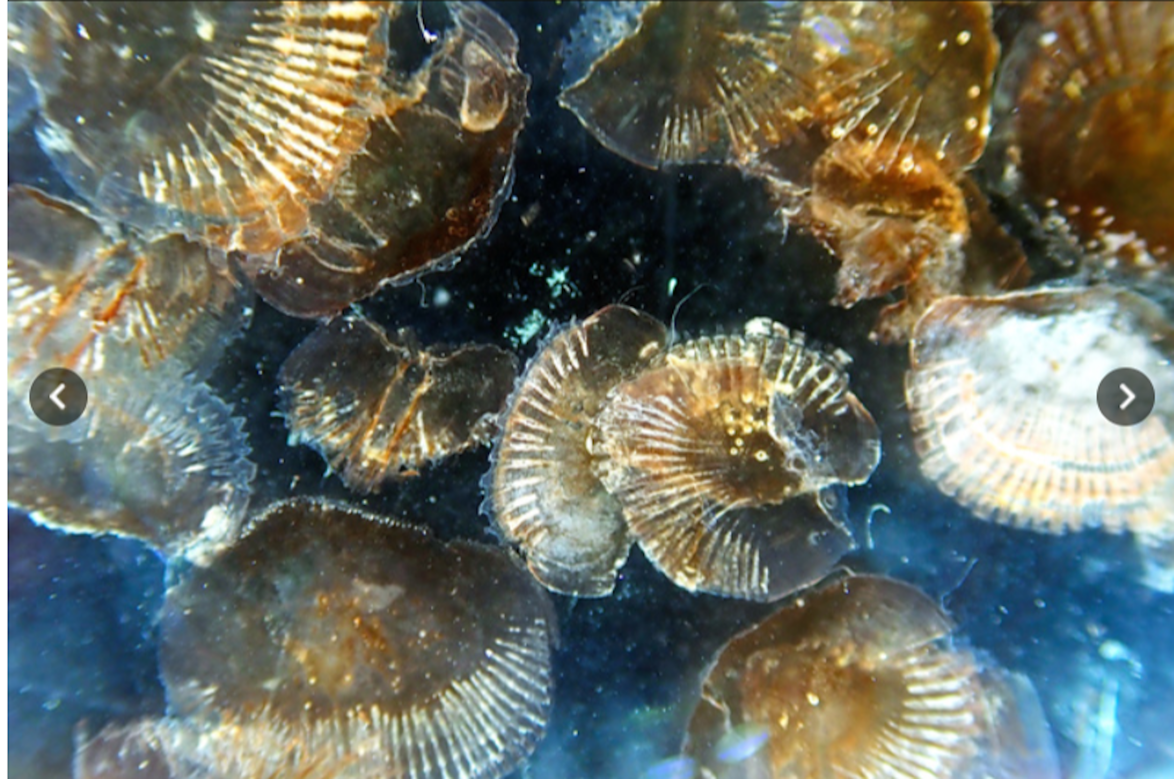 照片中提到了く，包含了鳥羽水族館、鳥羽水族館、朝日新聞、雅虎！新聞、朝日新聞