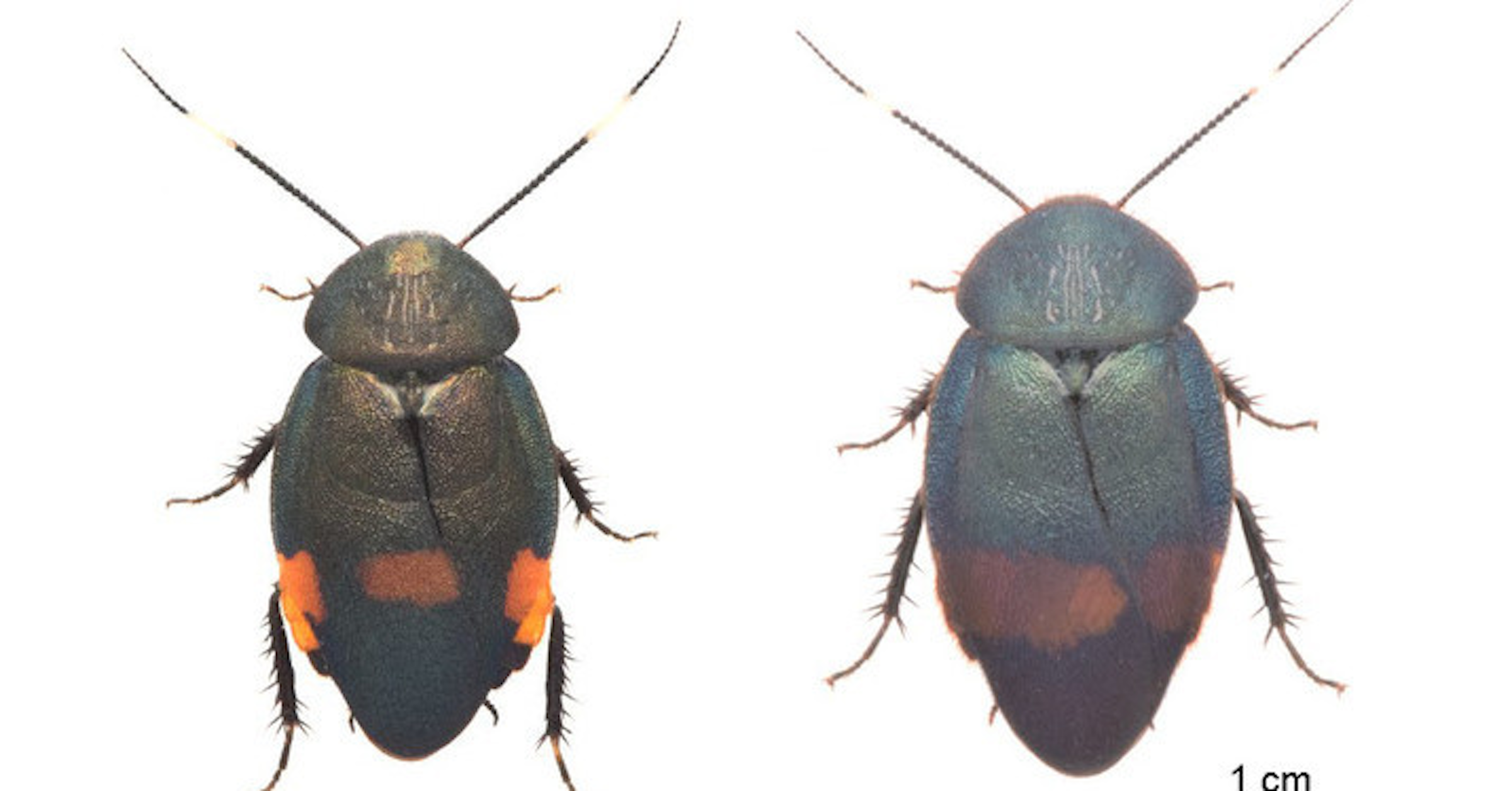 照片中提到了1 cm，包含了甲蟲、甲蟲、節肢動物、蟑螂-M、蟑螂