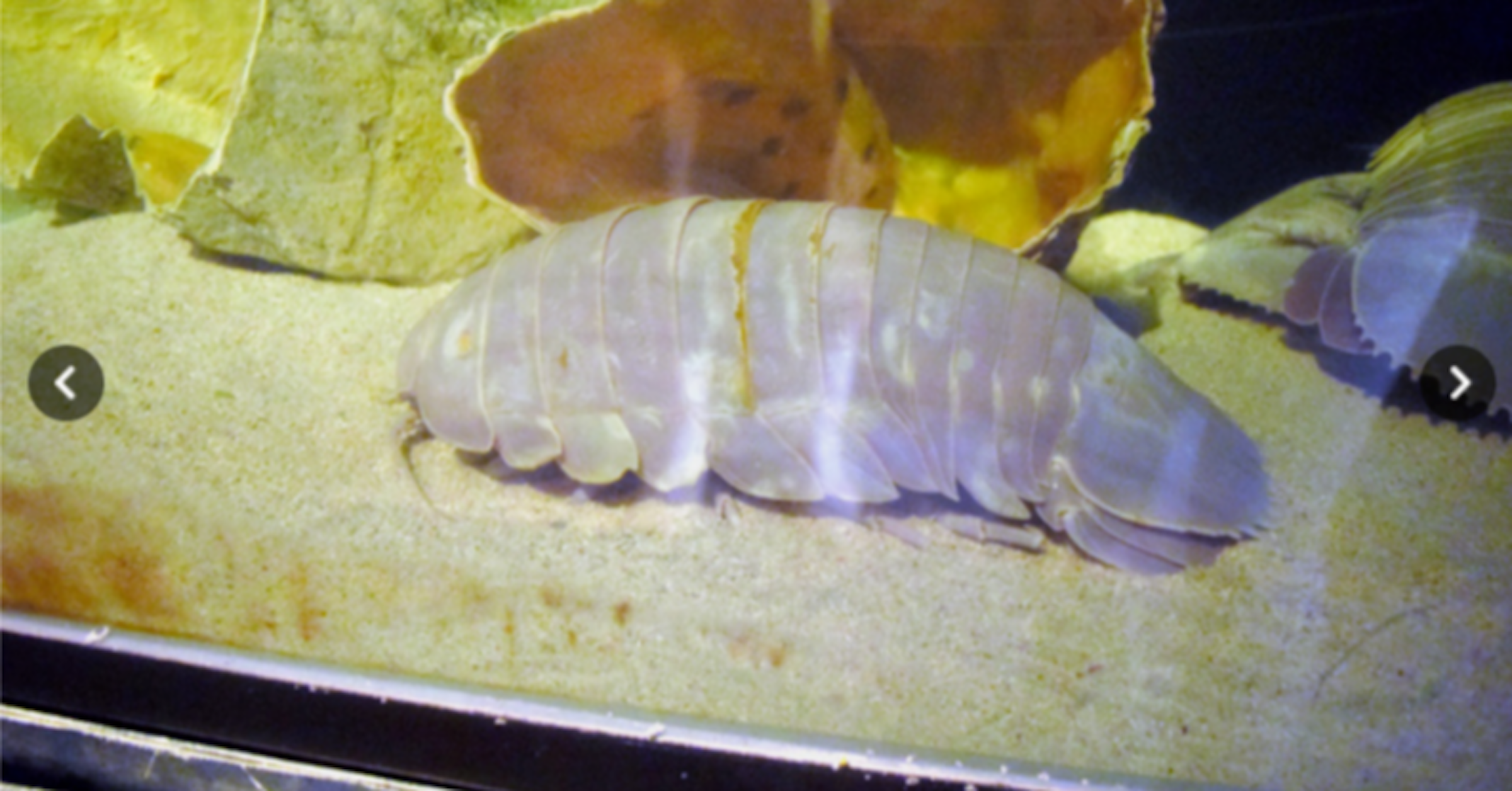 照片中包含了魚、鳥羽水族館、巨型等足動物、公共水族館、auヘッドライン