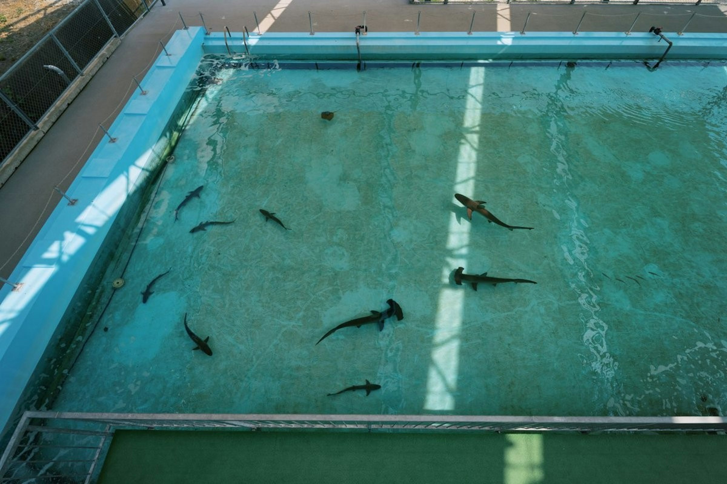 廢校水族館 游泳池裡養鯊魚 園區簡介是作業本 槌頭鯊 1567 Cool3c