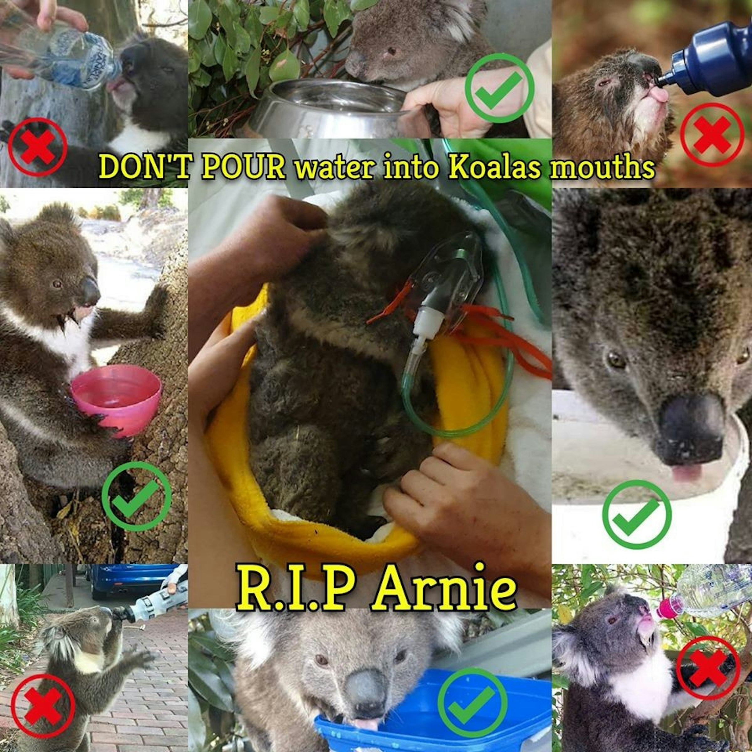 照片中提到了DON'T POUR water into Koalas mouths、R.I.P Arnie，跟溫格、溫格有關，包含了澳大利亞動物、考拉、動物救援小組、袋鼠島、考拉醫院