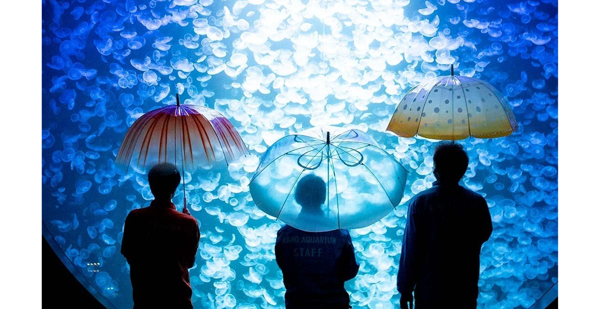 照片中提到了ANO AQUARIUR、STAFF，包含了水、生物、海洋生物學、生物學、世界