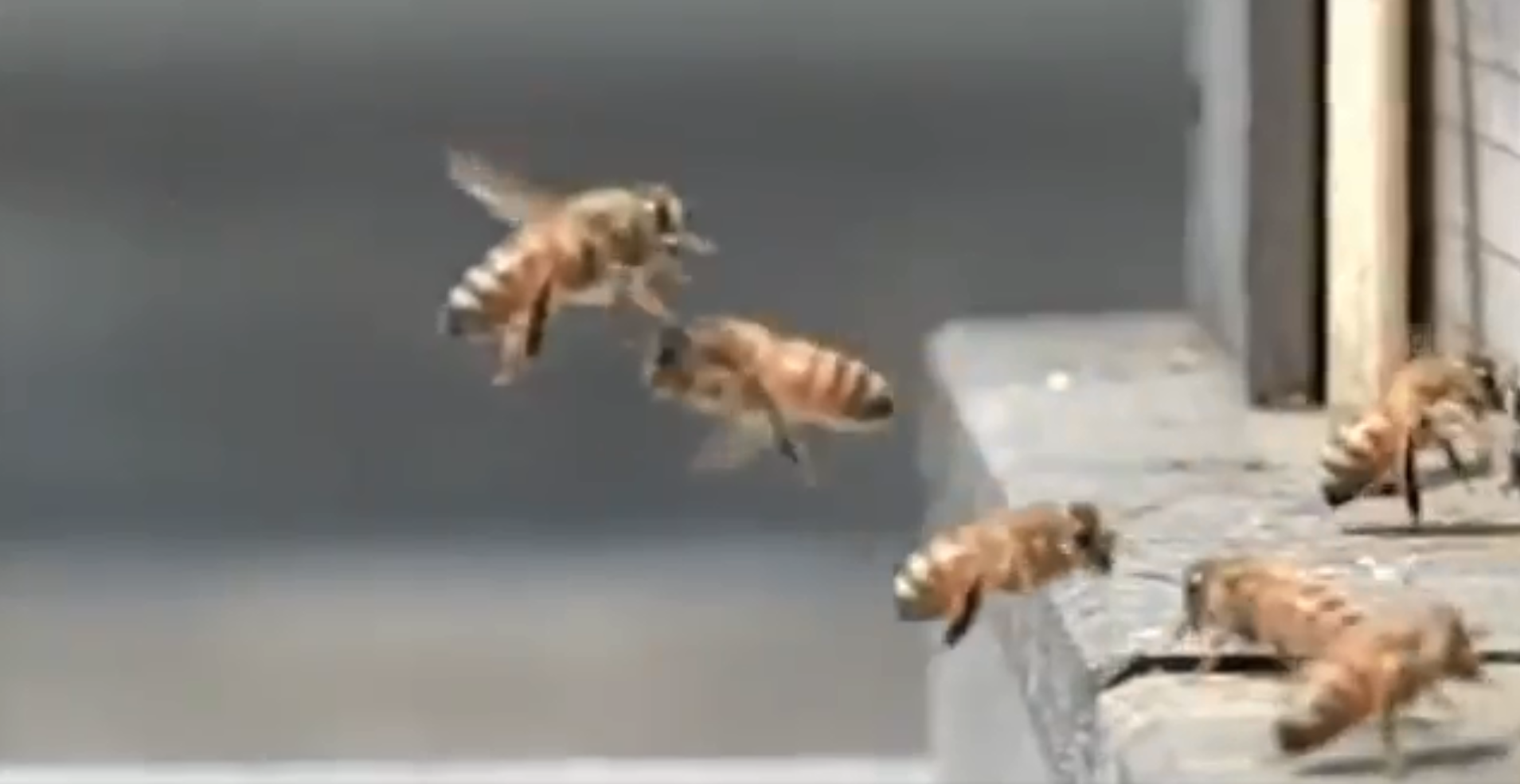 照片中包含了蜜蜂、蜜蜂、蜜蜂、昆蟲、花蜜