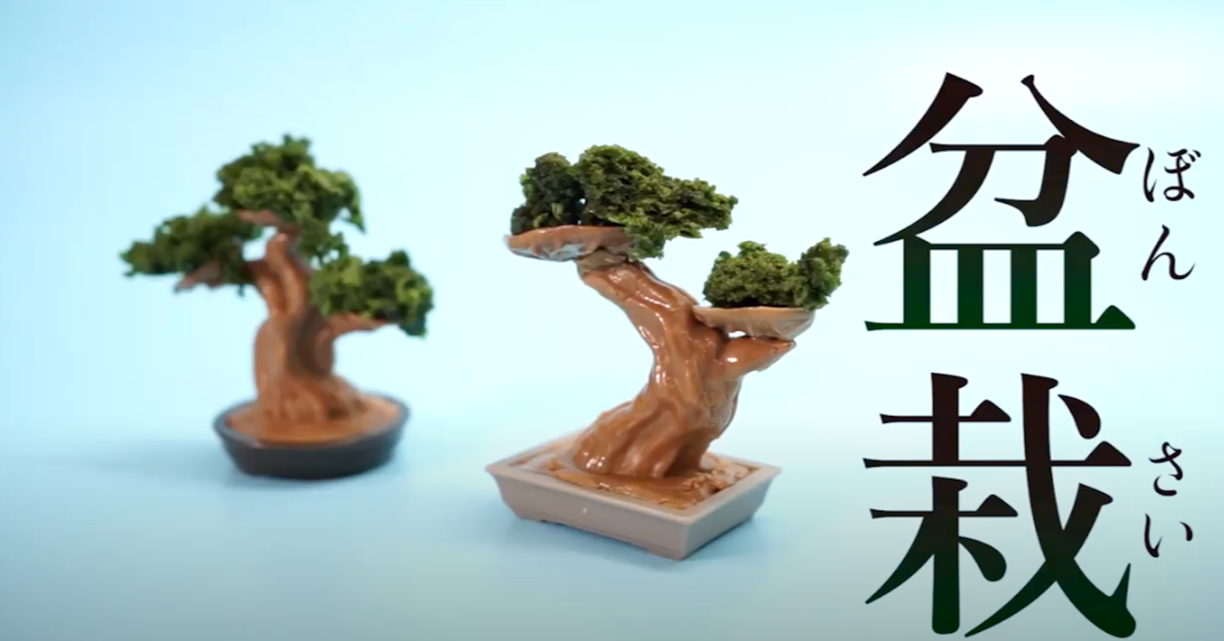 照片中提到了盆、栽、ぼ，包含了樹、盆栽、樹、巧克力、糖果