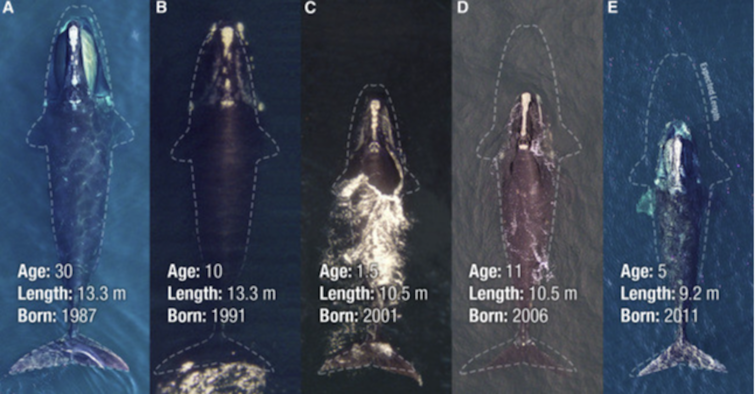 照片中提到了Age: 30、Length: 13.3 m、Age: 10，包含了露脊鯨、北大西洋露脊鯨、鯨魚、大西洋、瀕危物種