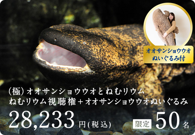 直播活化石日常看了保証想睡覺門票100元 日本大鯢 Cool3c