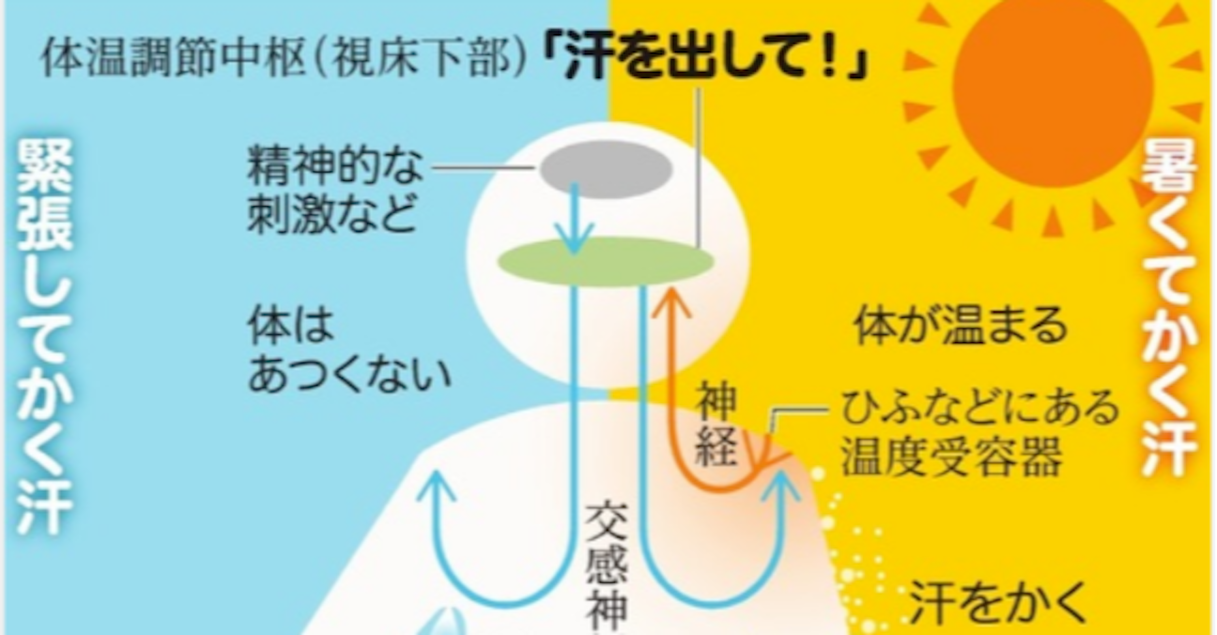 照片中提到了体温調節中枢(視床下部)「汗を出して!」、精神的な、刺激など，跟達薩尼有關，包含了平面設計、平面設計、產品設計、產品、牌