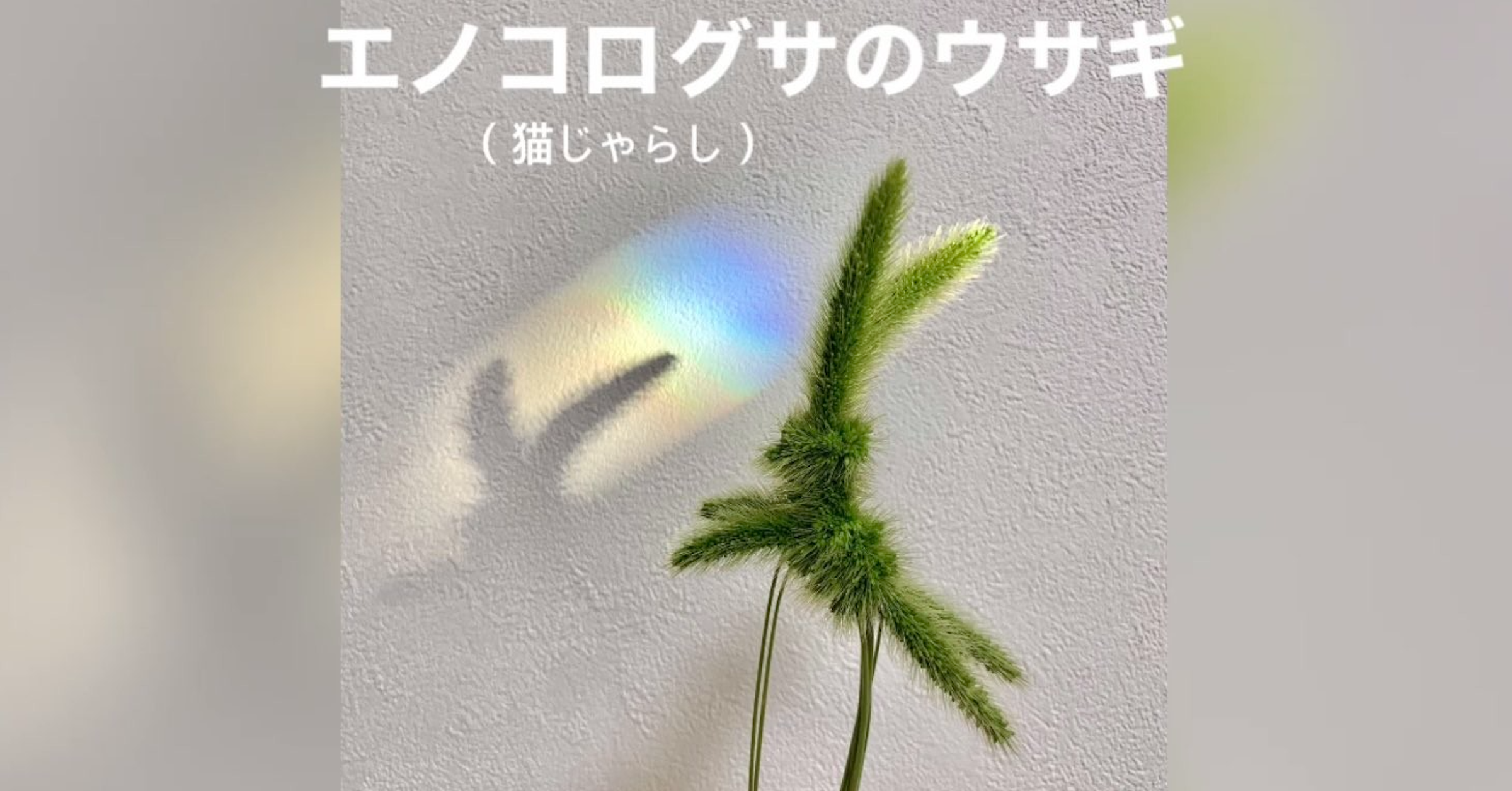 照片中提到了エノコログサのウサギ、(猫じゃらし)，包含了特寫、植物莖、生物、枝條、儀表