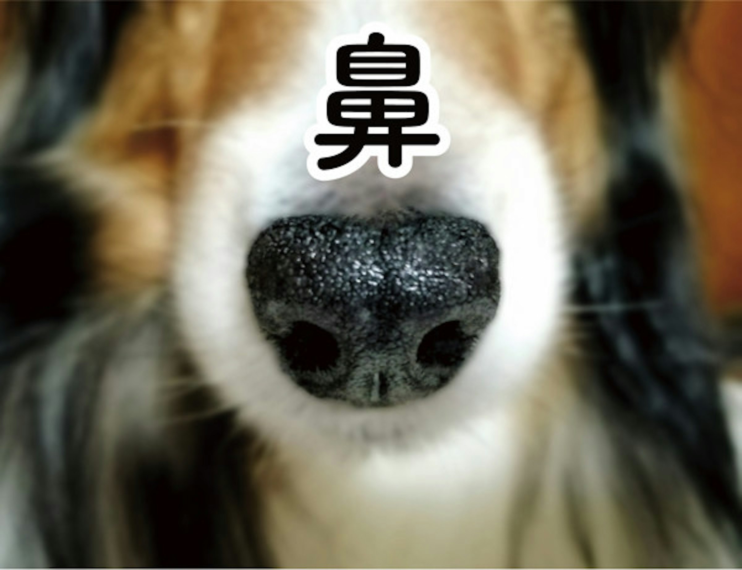 照片中提到了鼻，包含了狗、澳大利亞牧羊犬、遊研社、狗品種、鼻子