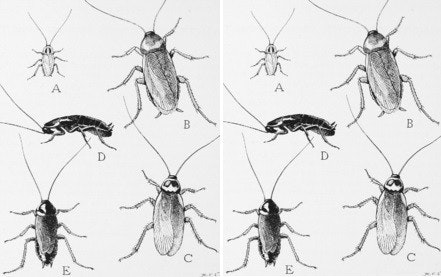 照片中提到了A、E、B，包含了常見的家庭蟲子、德國蟑螂、昆蟲、美國蟑螂、東方蟑螂