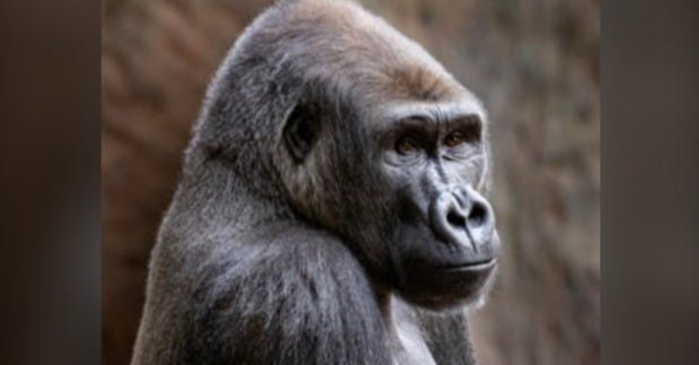 照片中包含了動物群、多倫多動物園、動物園、黑猩猩、野生動物