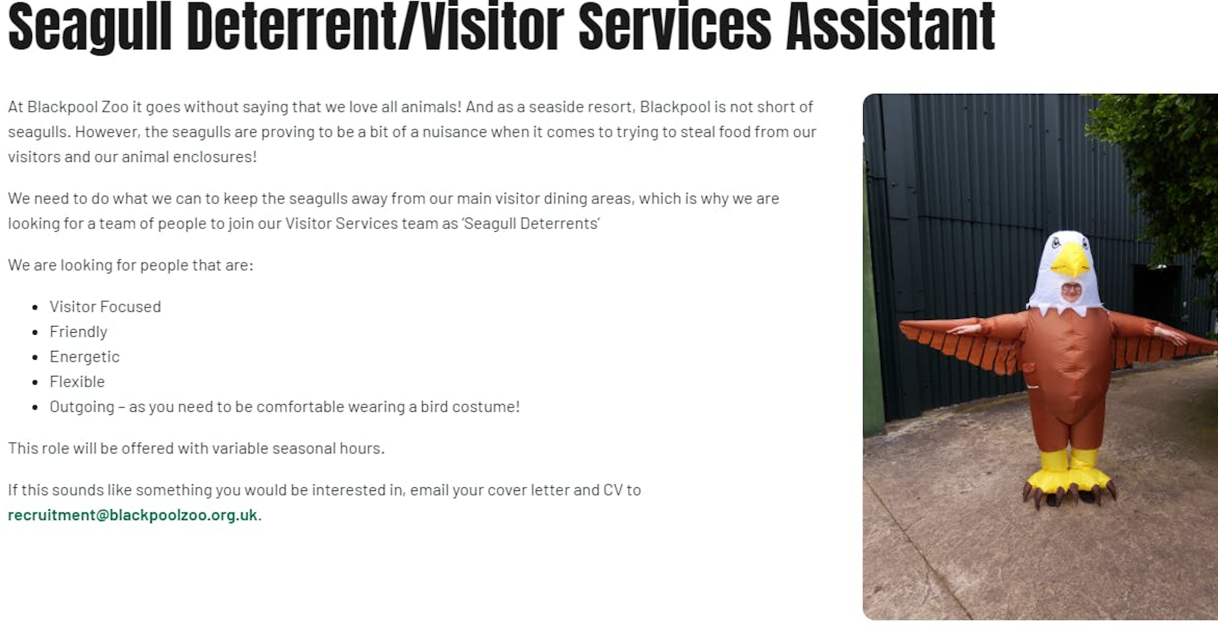 照片中提到了Seagull Deterrent/Visitor Services Assistant、At Blackpool Zoo it goes without saying that we love all animals! And as a seaside resort, Blackpool is not short of、seagulls. However, the seagulls are proving to be a bit of a nuisance when it comes to trying to steal food from our，包含了角度、布萊克浦動物園、鷗、鳥類、歐洲鯡鷗
