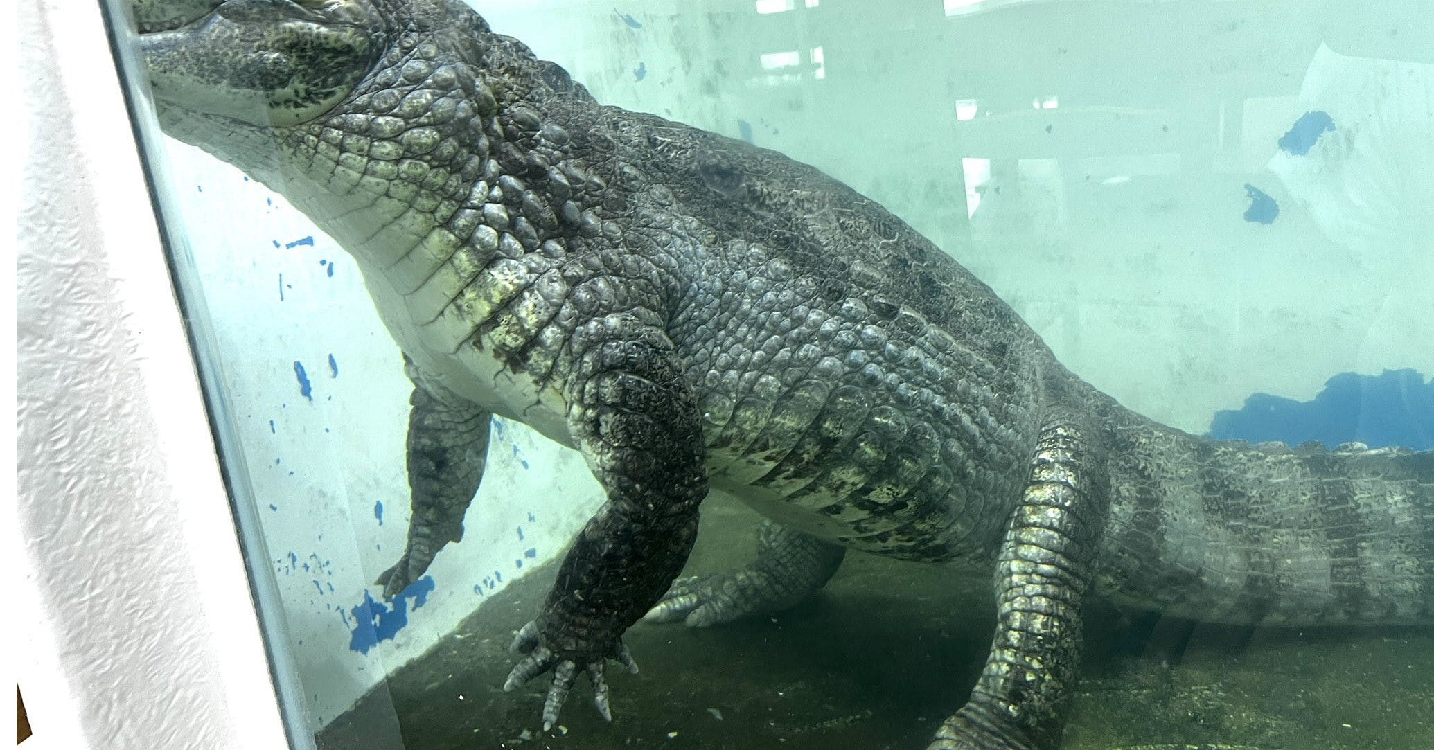 照片中提到了1.、128,包含了動物群、鱷魚皮、美國短吻鱷、尼羅河鱷魚、淨土真宗本願寺法蓮聖山陽梅名寺