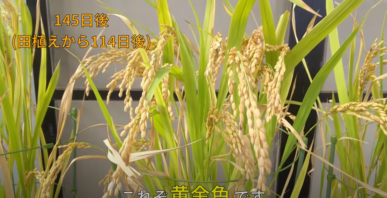 照片中提到了145日後、(田植えから114日後)、iglang,包含了作物、作物、香根草、植物莖、蘆葦