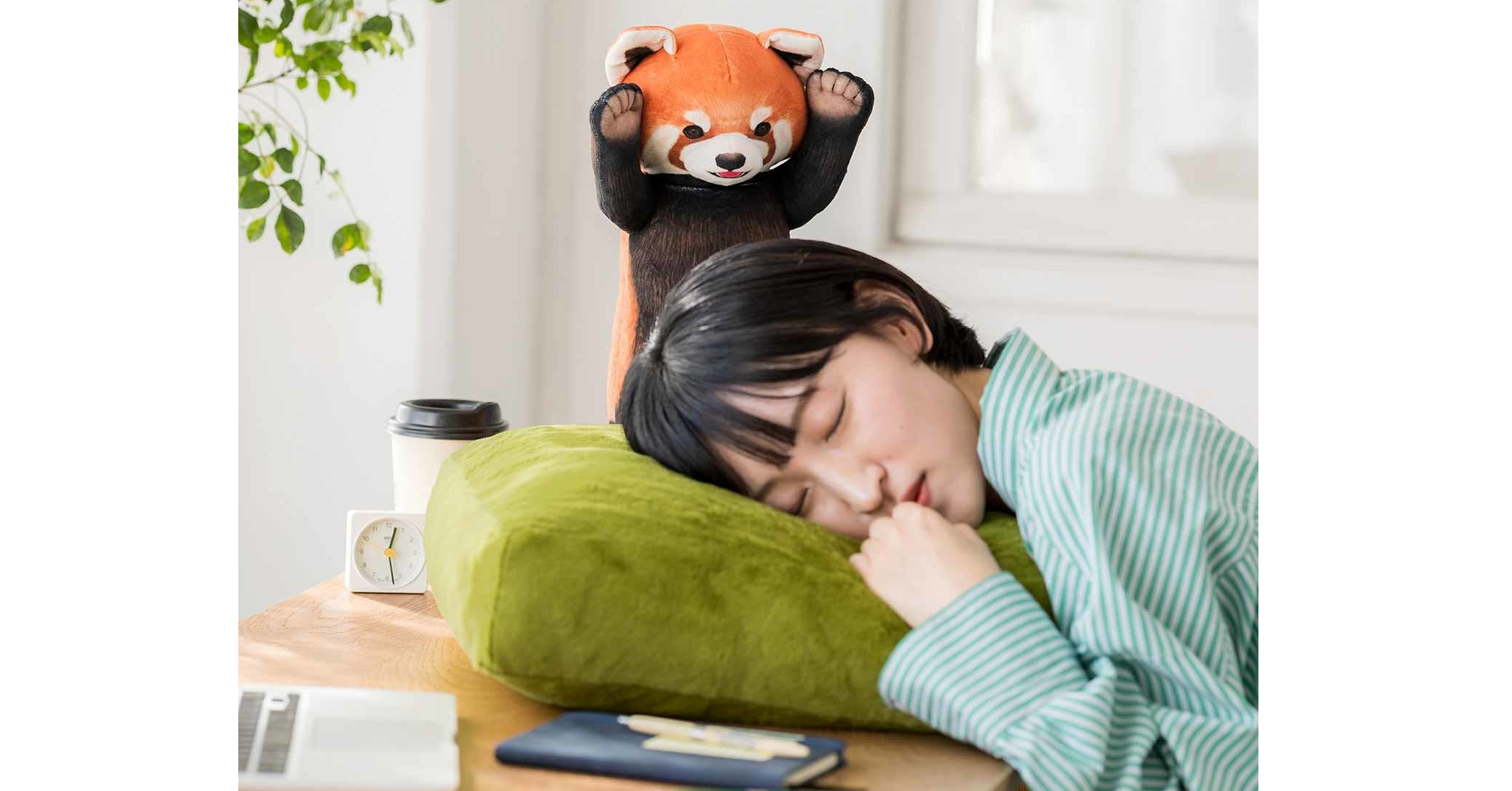 照片中包含了小熊貓、小熊貓、大熊貓、毛絨玩具、貓