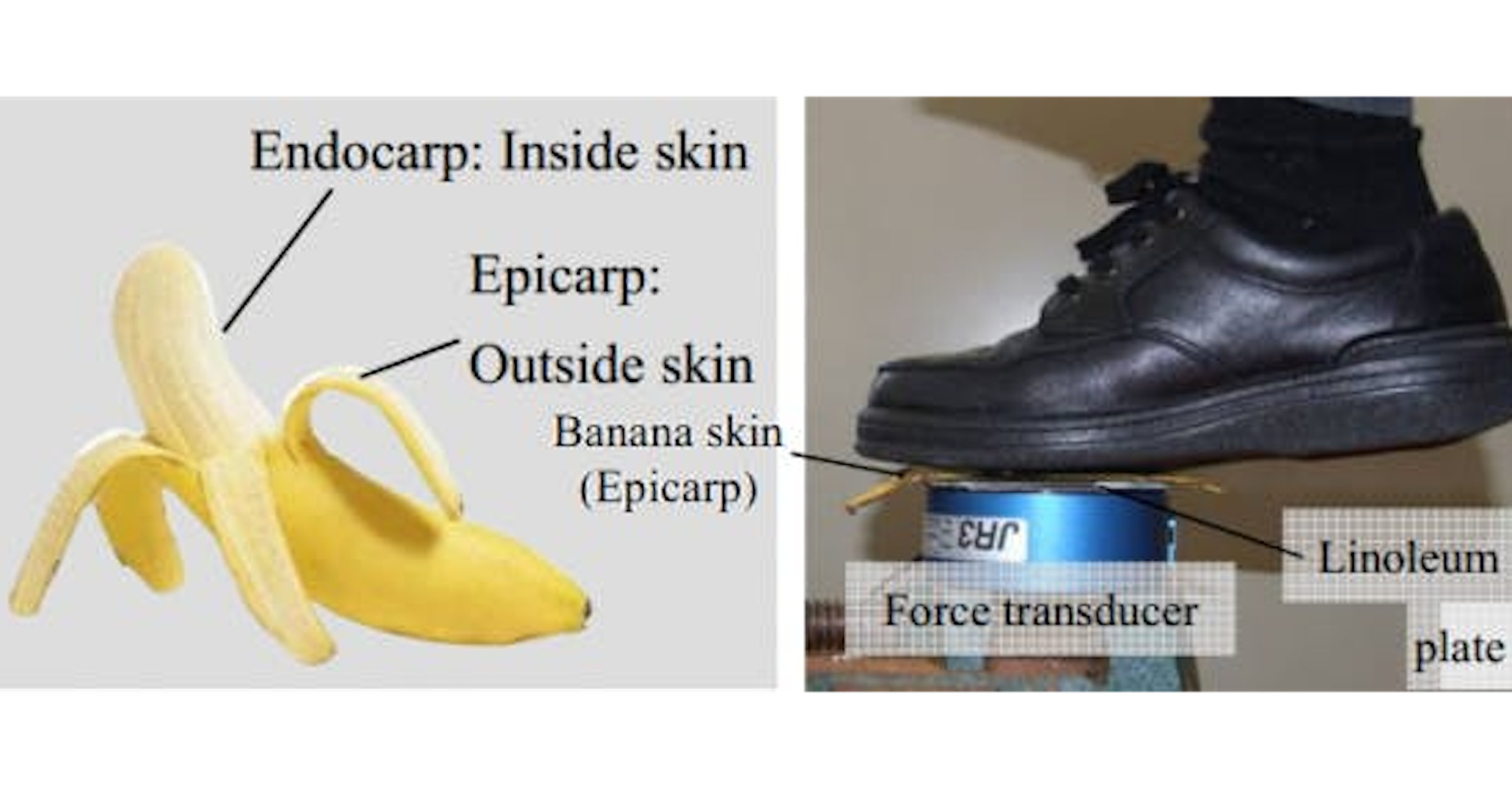 照片中提到了Endocarp: Inside skin、Epicarp:、Outside skin，跟路博瑞登、SIG紹爾有關，包含了莊園和公共信用秘書博物館、諾貝爾獎、諾貝爾獎、香蕉皮、香蕉