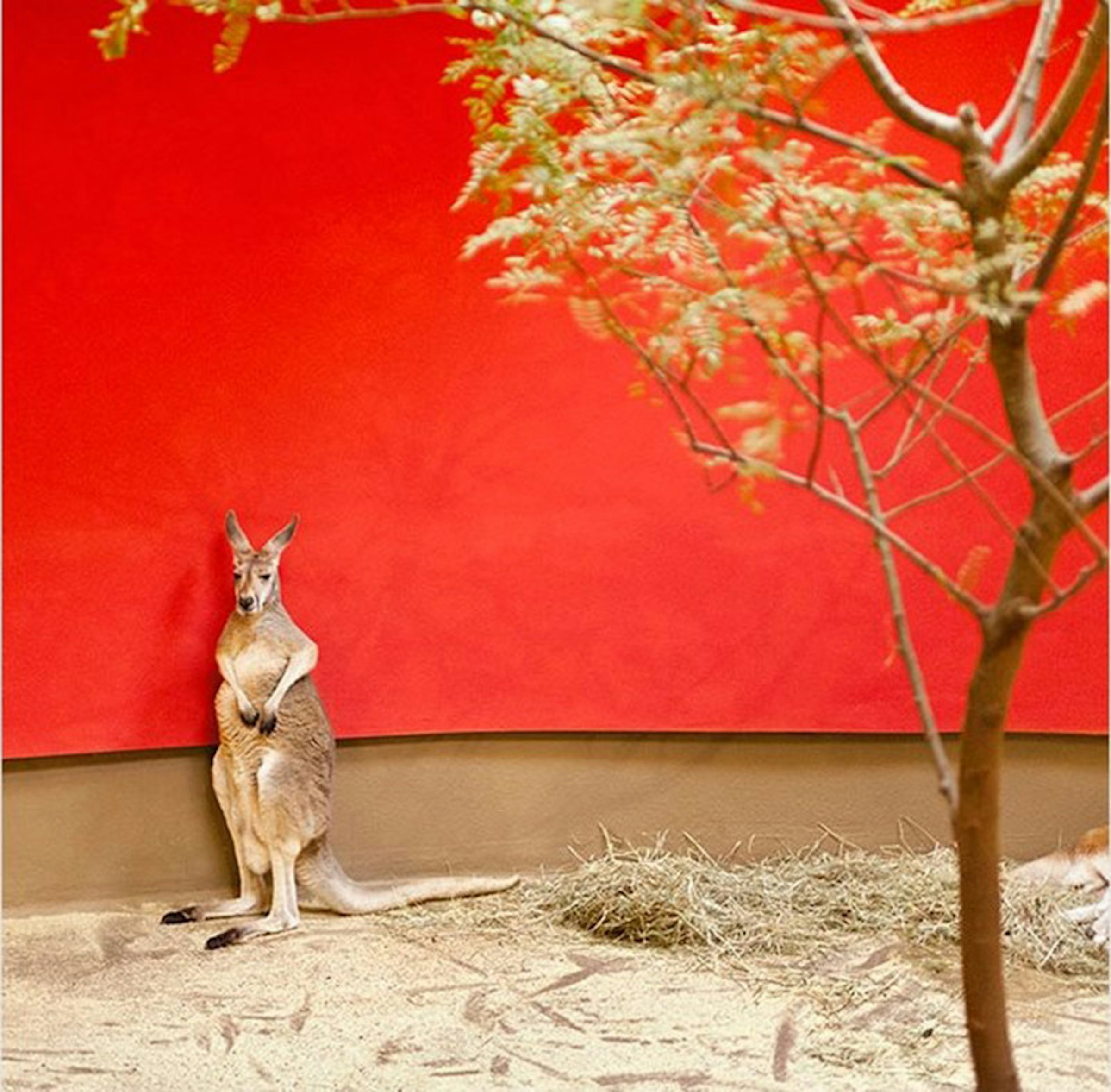 是在人工化動物園的「野生」動物憂鬱照這篇文章的首圖