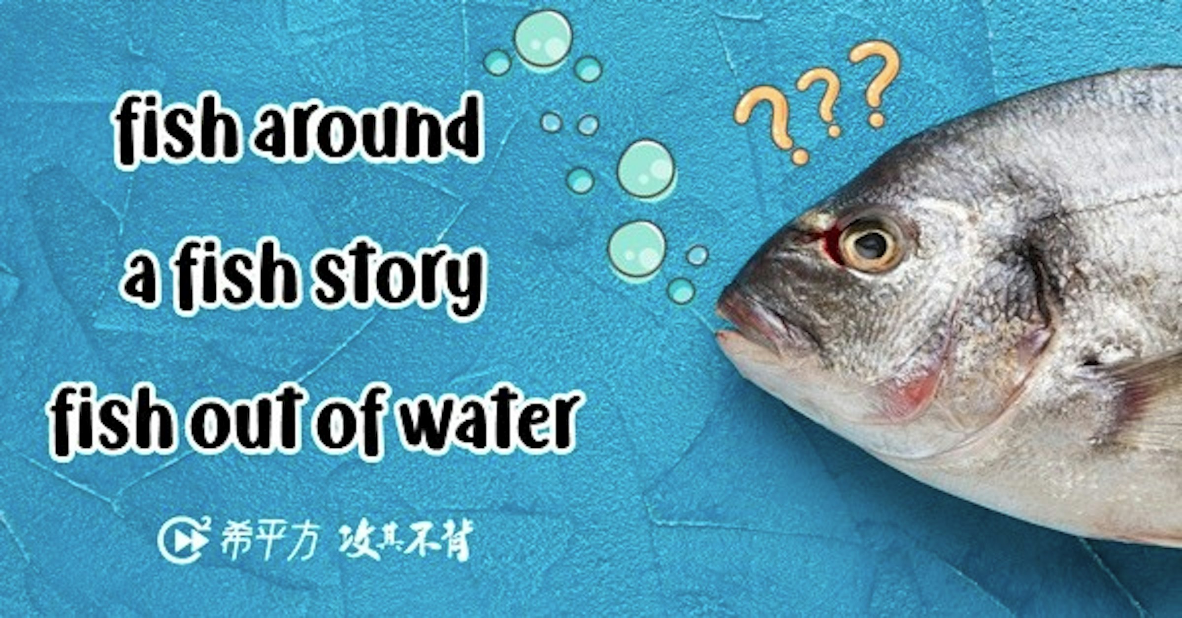 照片中提到了fish around、???、a fish story，包含了魚、魚排、以魚為食、沙拉、酸橘汁醃魚