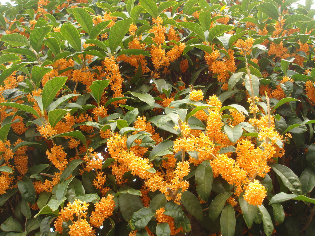 最高かつ最も包括的な金木犀 開花 最高の花の画像