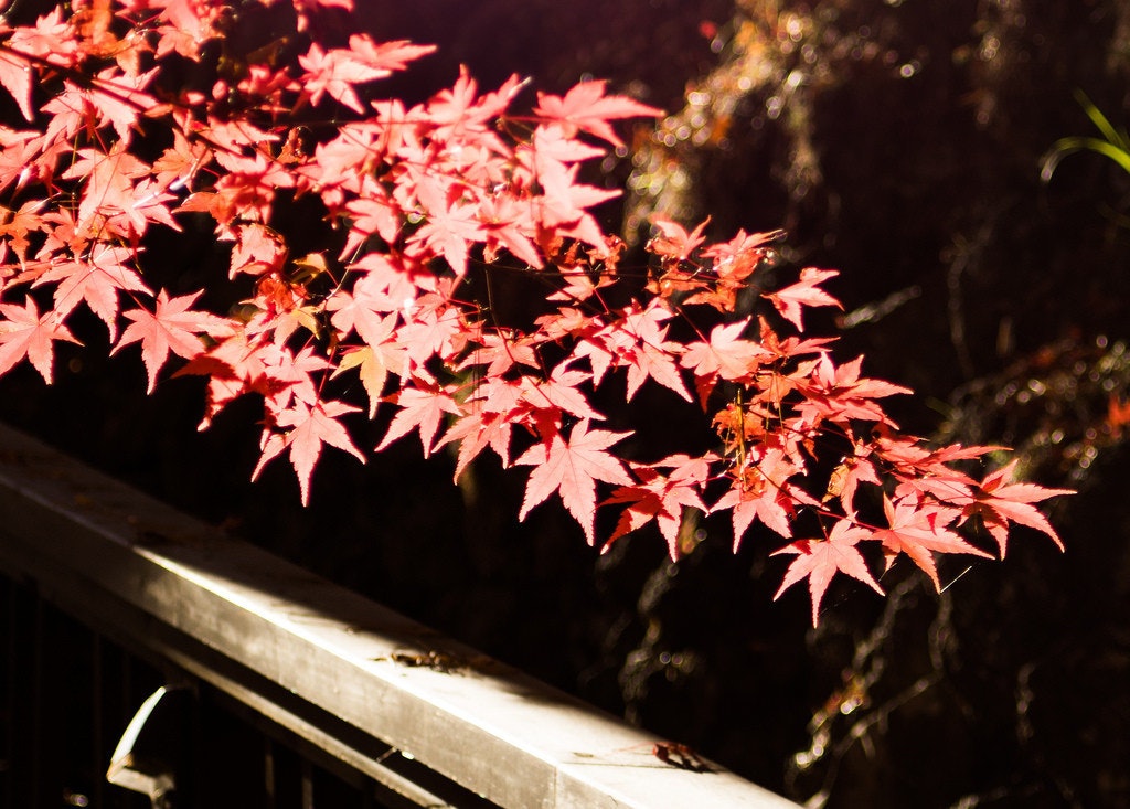 是[面白日本] 為什麼日本有「狩獵紅葉」的說法？這篇文章的首圖