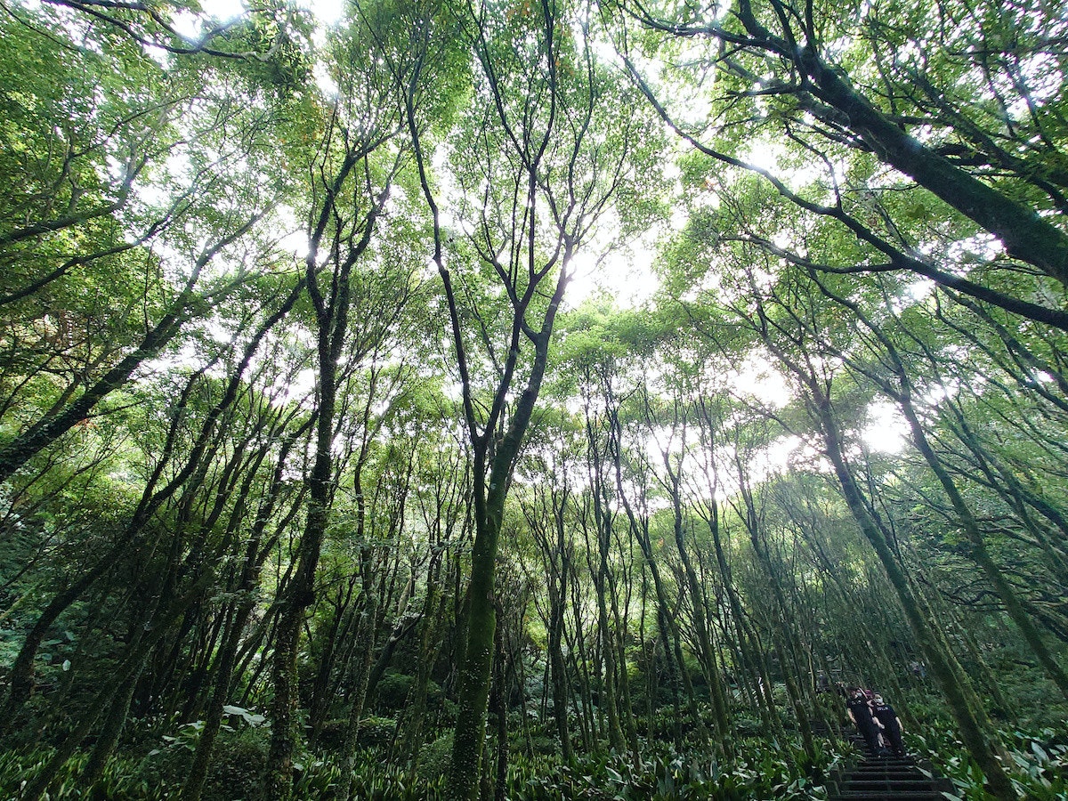 照片中包含了林地、温带针叶林、温带阔叶和混交林、瓦尔迪维亚温带雨林、热带和亚热带针叶林
