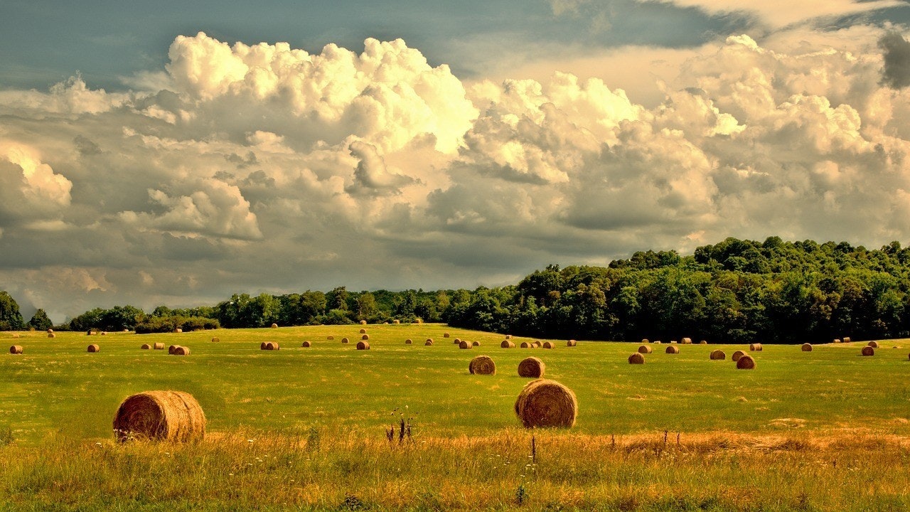 Rustic, Photograph, Edmonton, AB, Image, Stock photography, Pixabay, Rural area, stock.xchng, , , summer countryside, Pasture, Grassland, Field, Sky, Natural landscape, Hay, Cloud, Plain, Grazing, Natural environment
