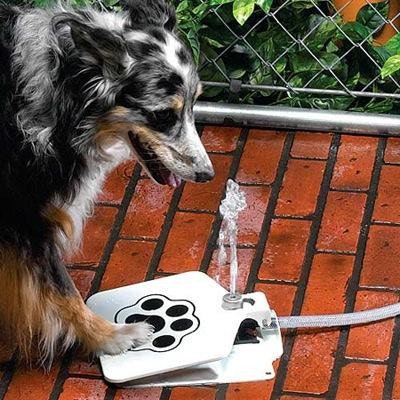 是讓狗狗學會靠自己喝好水的方便小物！這篇文章的首圖