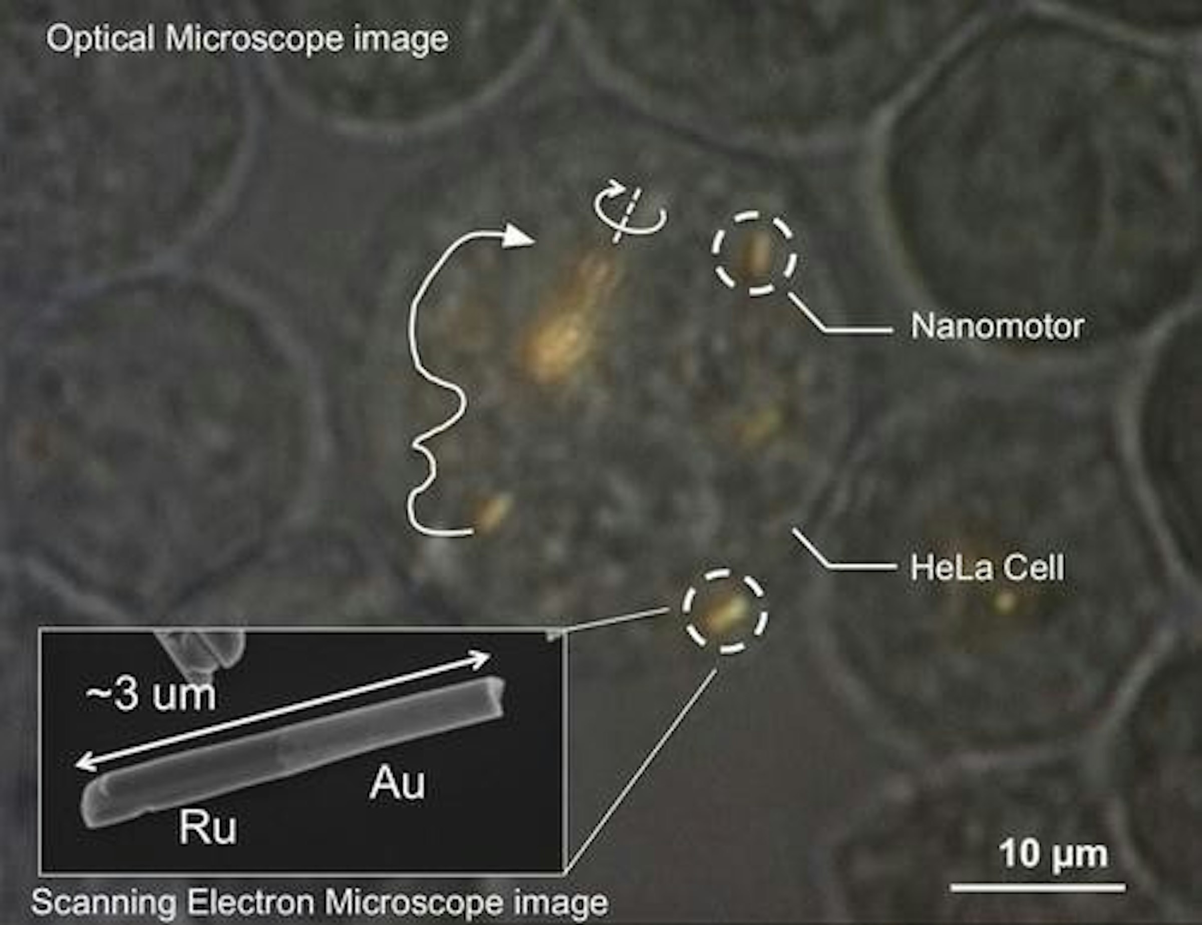 是奈米動機（nanomotors）首次於活細胞內試駕成功這篇文章的首圖