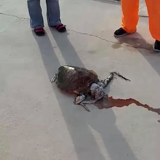 是不要再來一次！觸目驚心！誤食垃圾而吐血身亡的澎湖海龜這篇文章的首圖