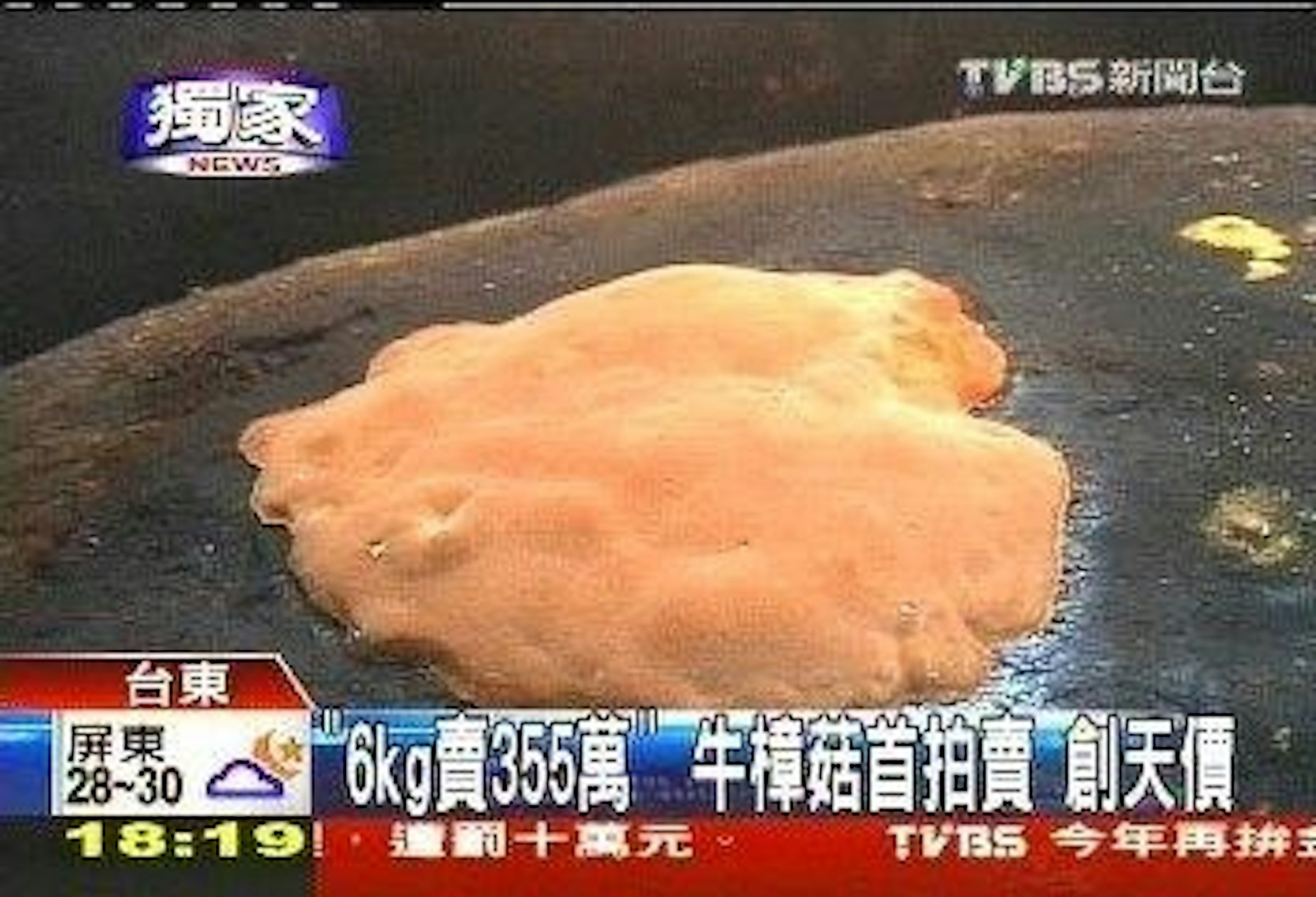 是牛樟的功效無論是好是壞，但因價值炒高之後，卻面臨了盜伐、消失的命運這篇文章的首圖
