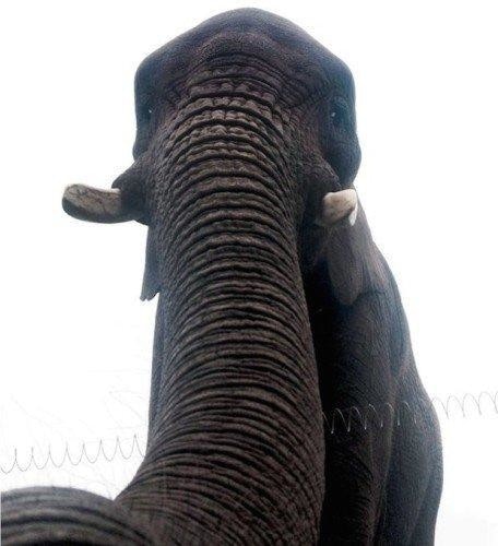 是自拍潮流席捲動物界？世上首張大象自拍曝光這篇文章的首圖