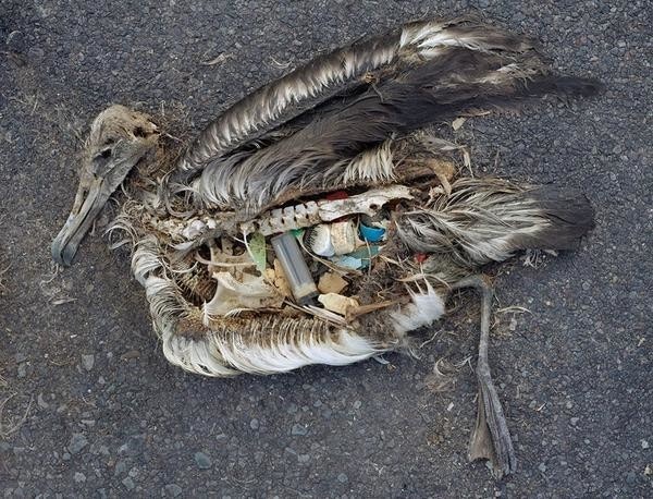 是中途島上的信天翁，肚子內的是塑膠垃圾這篇文章的首圖