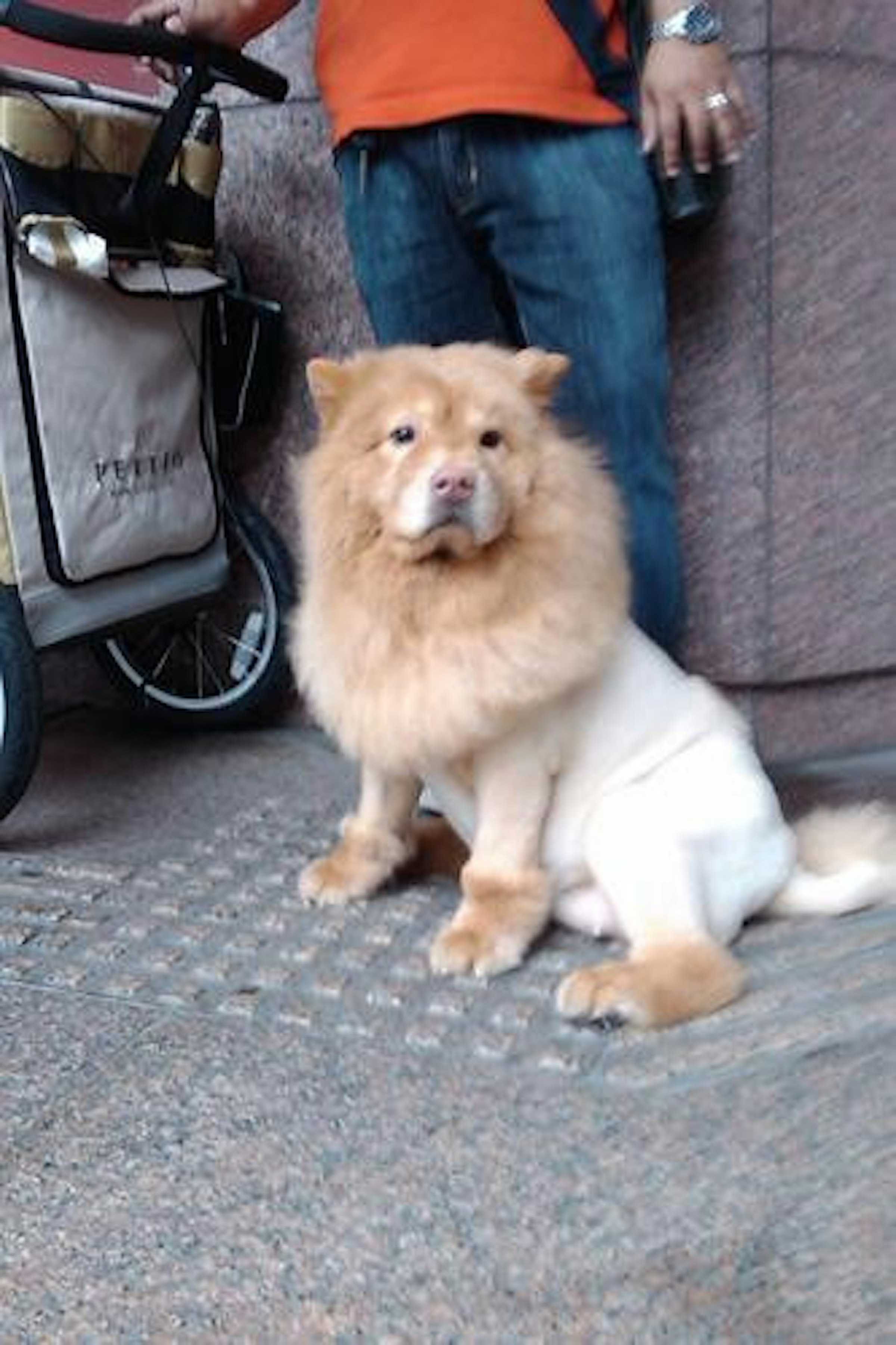 是天氣熱地連鬆獅犬都只穿半套這篇文章的首圖