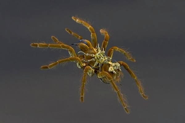 是模擬未來機械生物體的昆蟲創作這篇文章的首圖