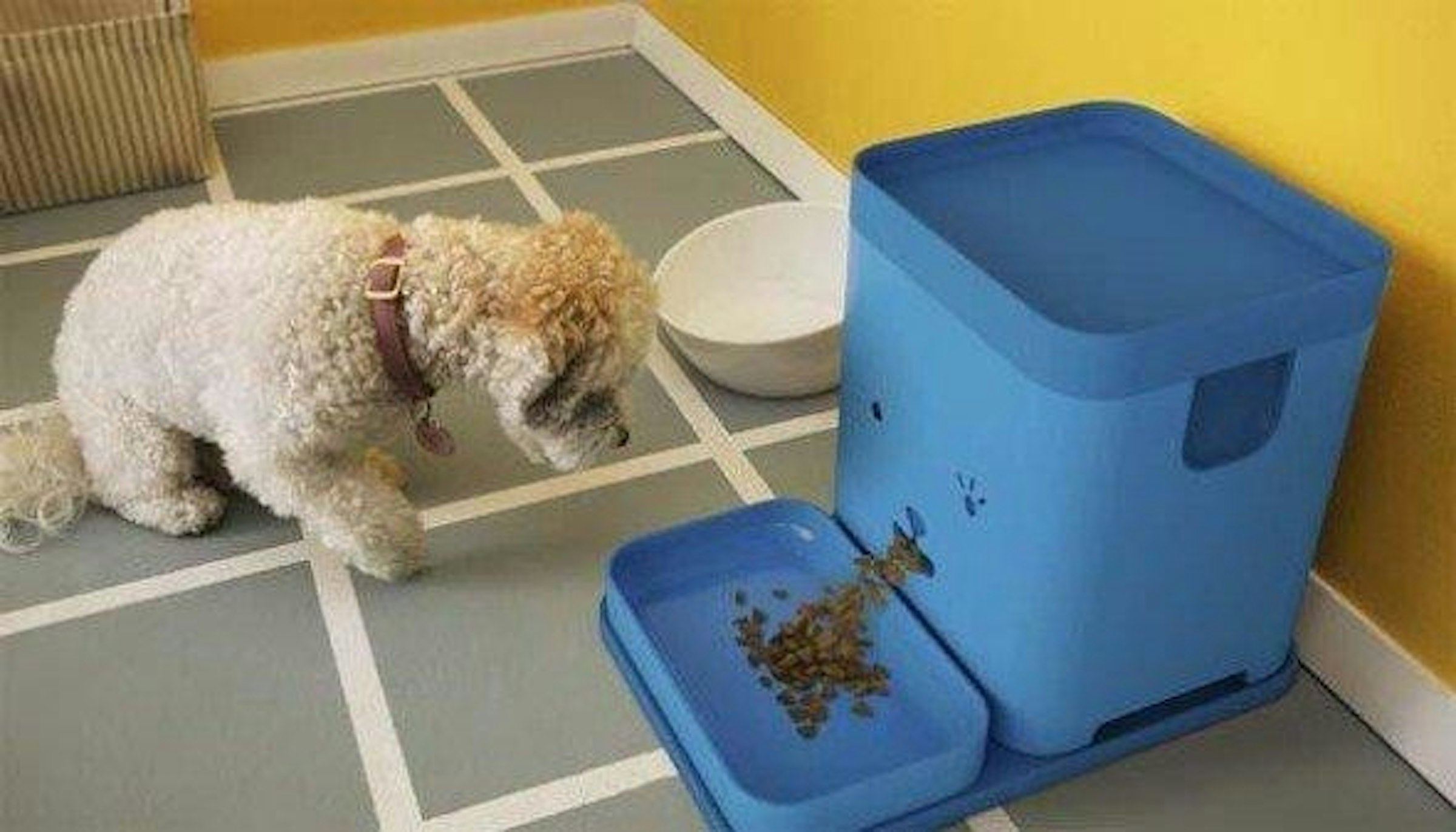 是Pawport 智能寵物餵食器這篇文章的首圖
