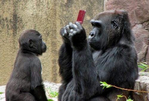 是老少咸宜不是講假的，連黑猩猩都識貨的 DSi XL這篇文章的首圖